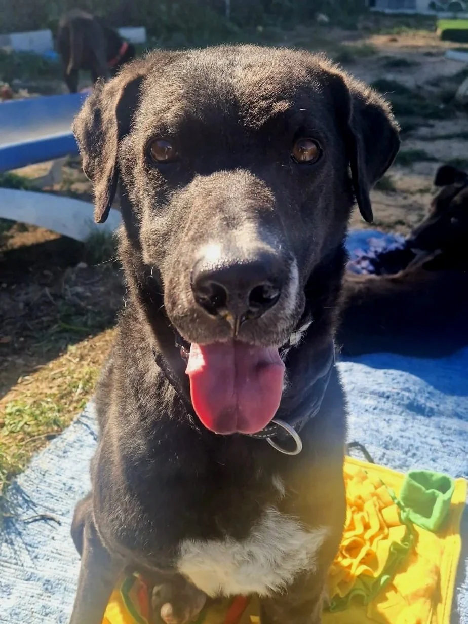 Otis smiling for the camera - Dog available for adoption at Paws Xalo