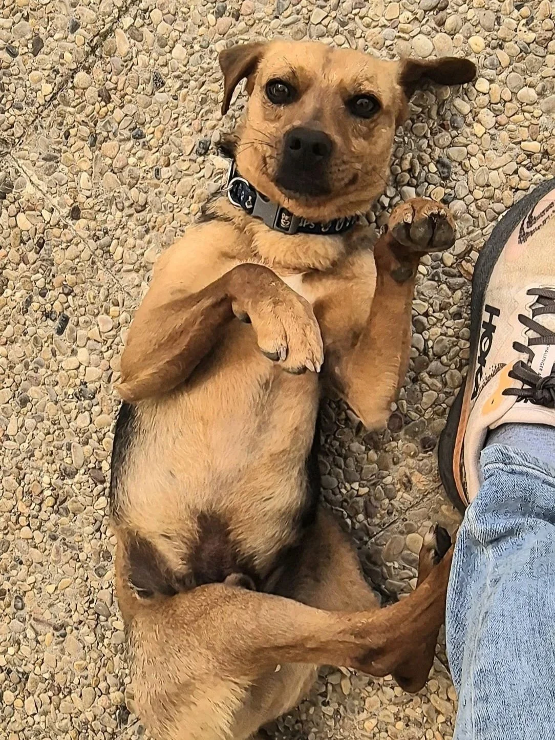 Djario politely requesting belly rubs - Dog available for adoption at Paws Xalo