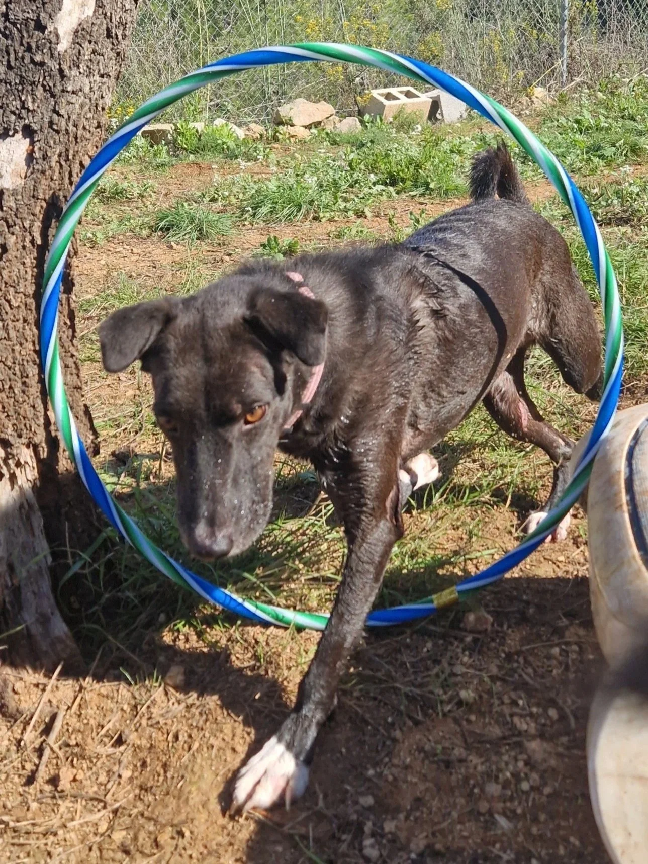 A Paws Xaló dog walks through a hula hoop during playtime at the shelter