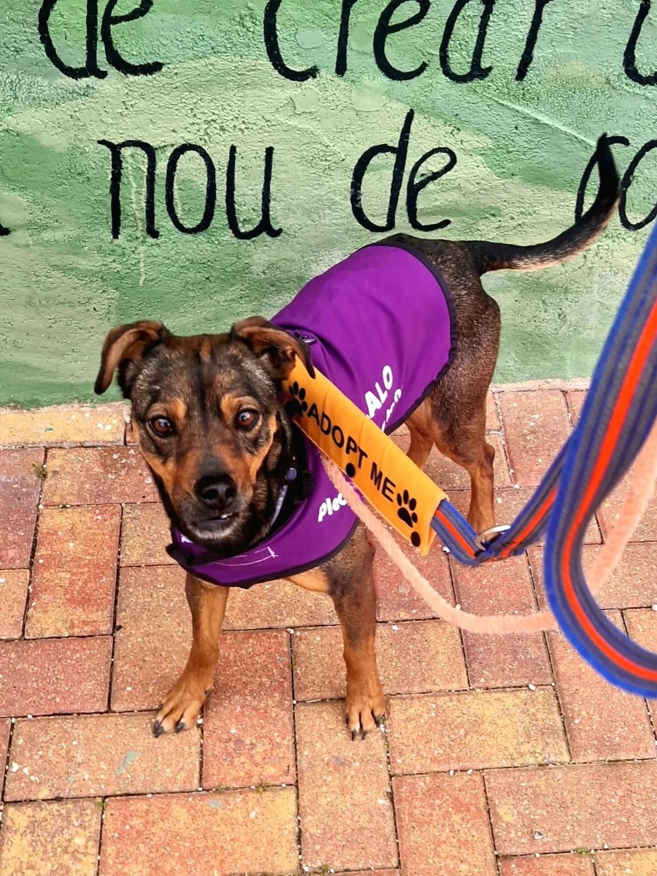 Willow out adventuring in Jalon Village! Dog available for adoption at Paws Xalo