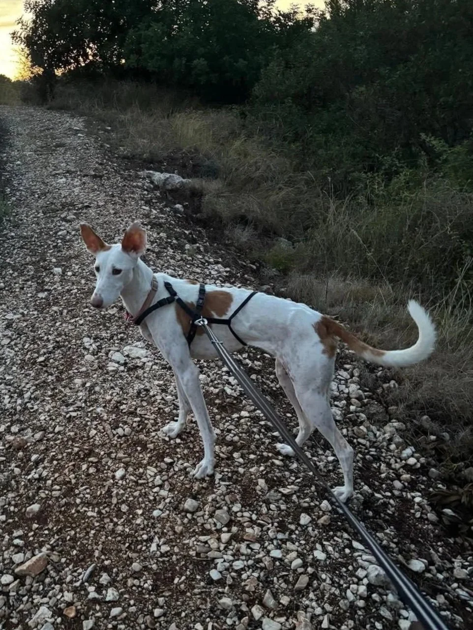 Rosa out walking in the campo - Dog available for adoption at Paws Xalo