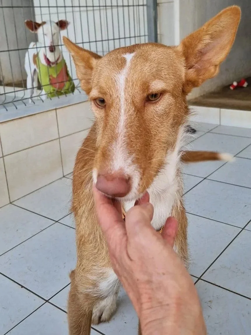 Angel accepting a chin scratch - Dog available for adoption at Paws Xalo