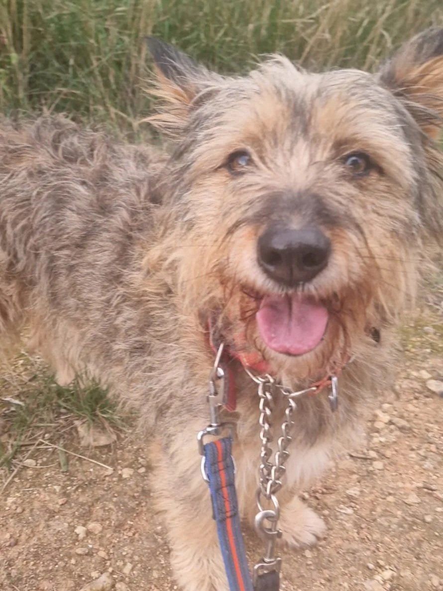 Elsa getting her happy tongue out - Dog available for adoption at Paws Xalo