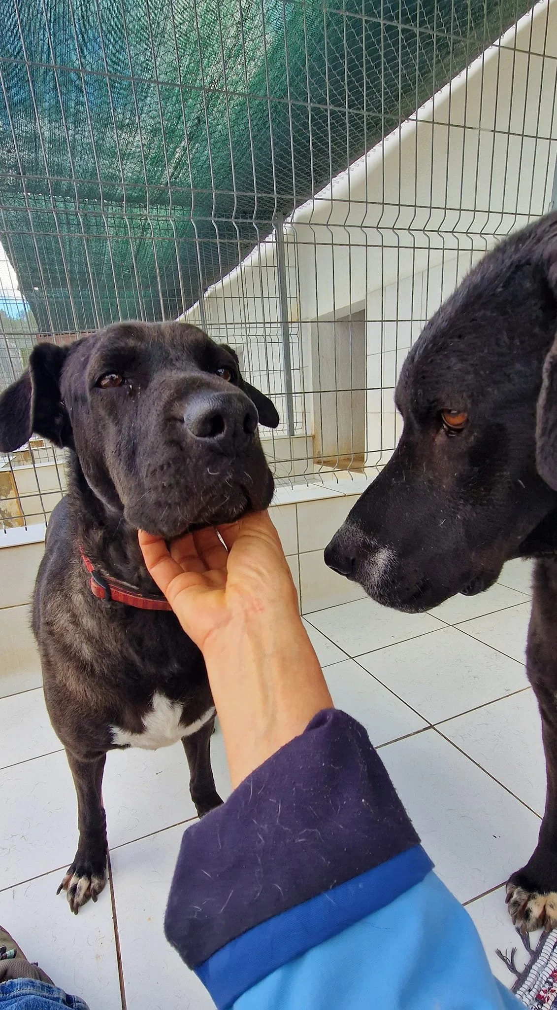 A Paws Xaó dog enjoying a chin scritch from of of our volunteers