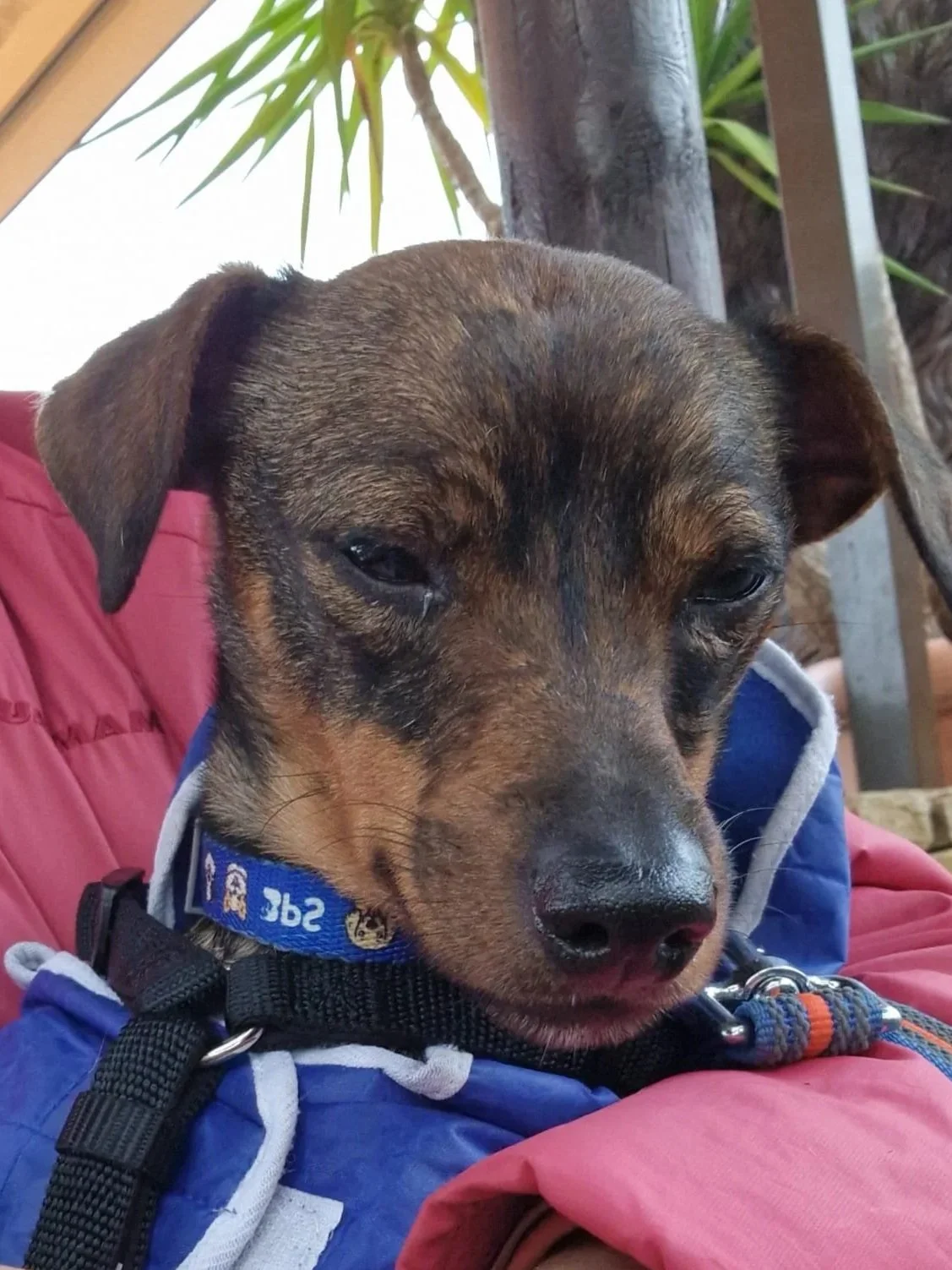 Toby getting a human cuddle - Dog available for adoption at Paws Xalo