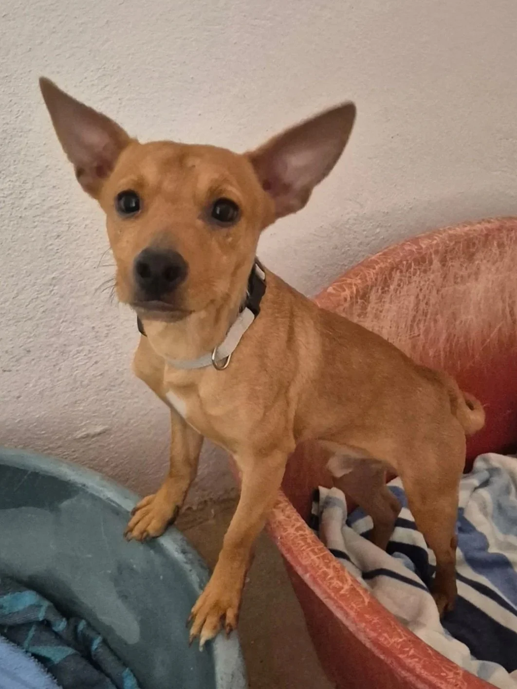 Various images of a litter of 11 puppies available for adoption from Paws Xaló!