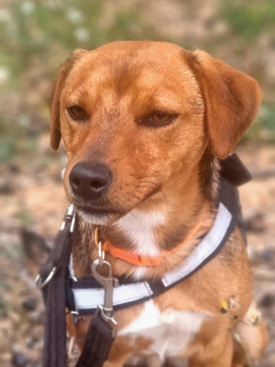 Spirit looking content in the late afternoon sun - Dog available for adoption at Paws Xalo