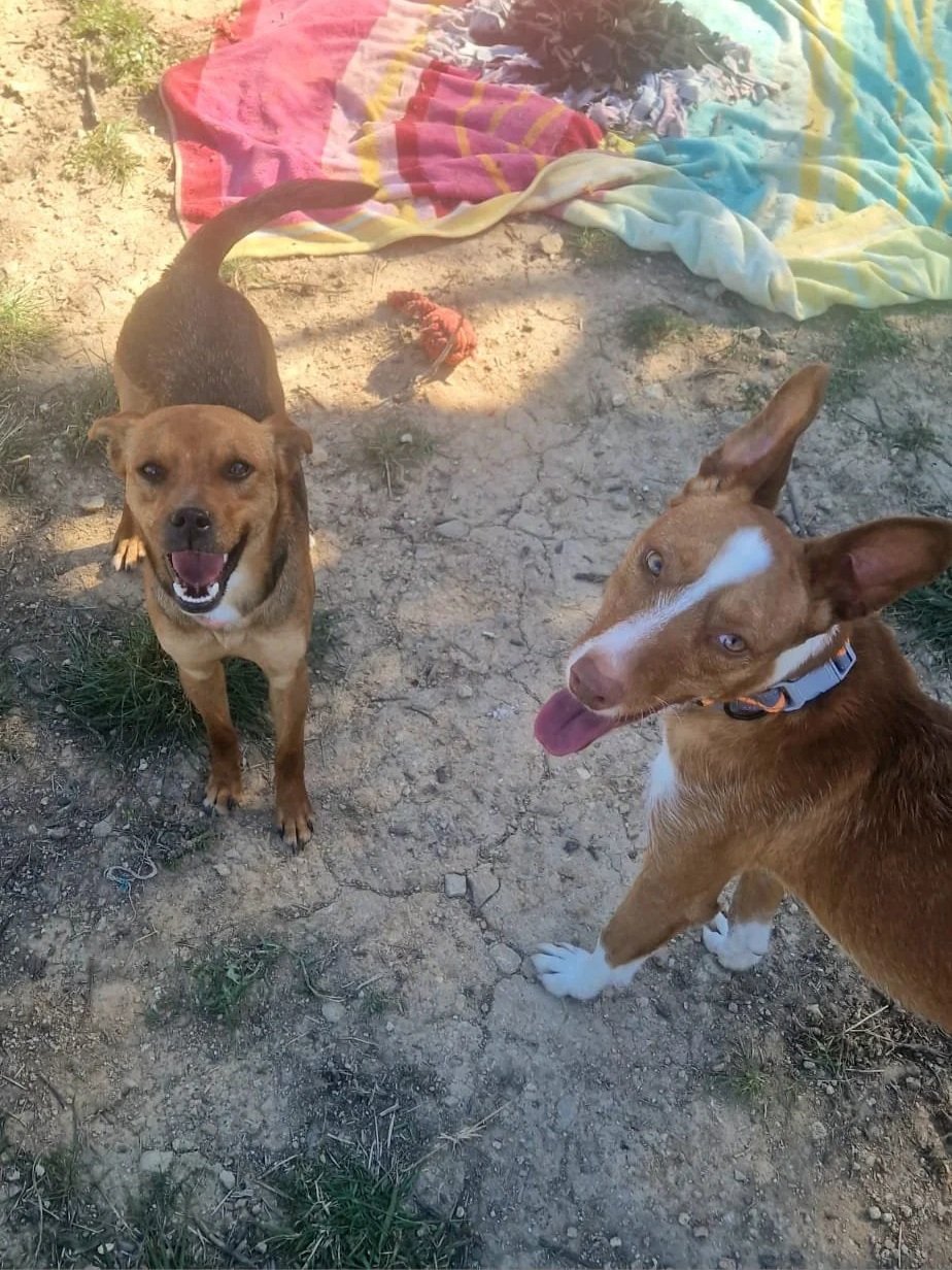 Bob hanging out with one of his friends at the shelter - Dog available for adoption at Paws Xalo