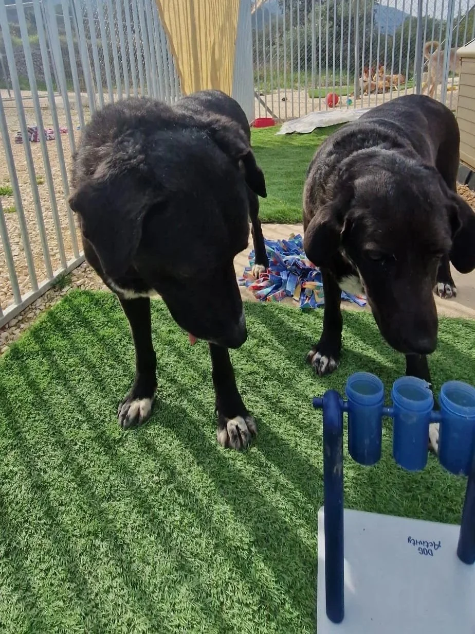 Otis and Maddy together - Dog available for adoption at Paws Xalo