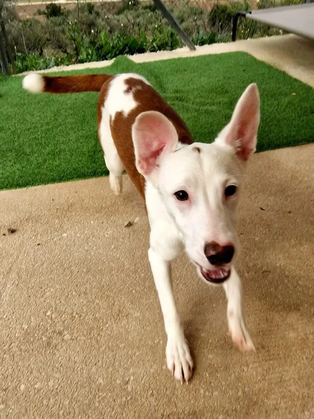 Bean ready to play-pounce at the photographe - Dog available for adoption at Paws Xalo