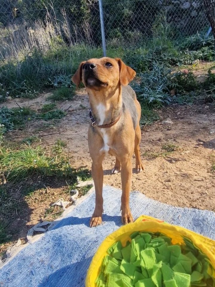 Betty catching a good sniff on the breeze! - Dog available for adoption at Paws Xaló