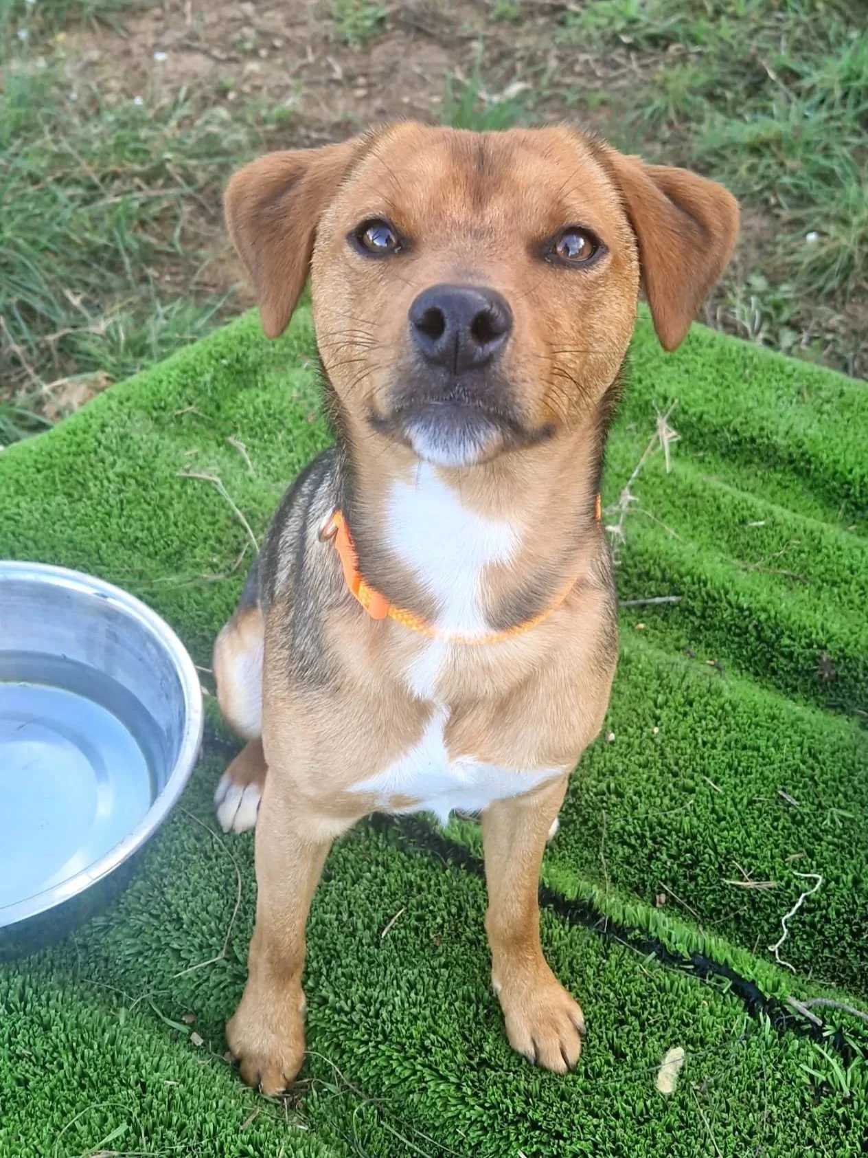Spirit giving a great sit in his pen - Dog available for adoption at Paws Xalo