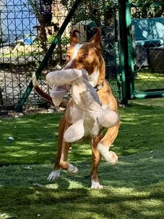 Bob playing with his toy - Dog available for adoption at Paws Xalo