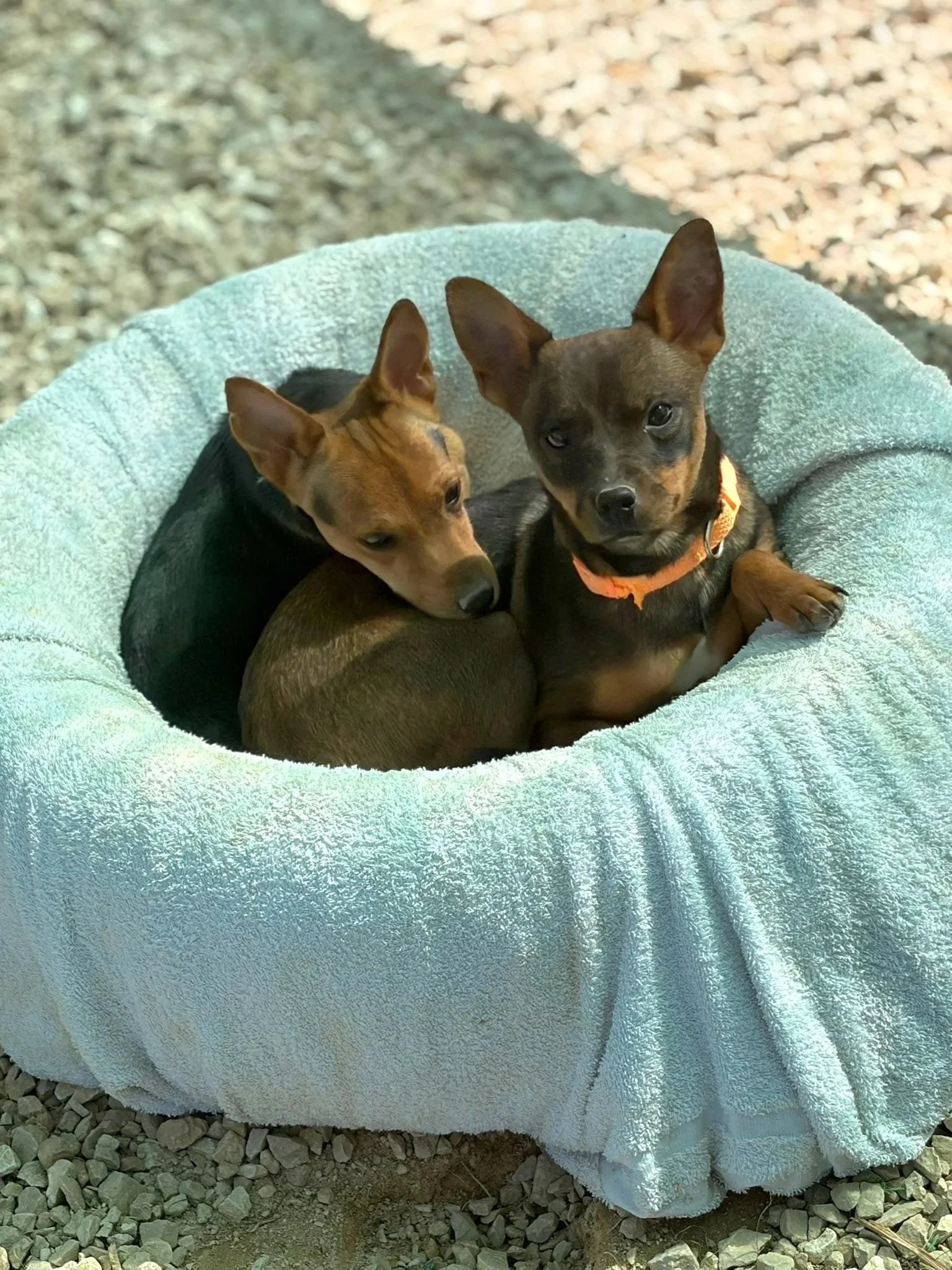 Various images of a litter of 11 puppies available for adoption from Paws Xaló!
