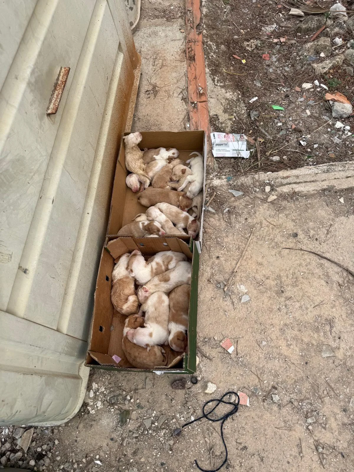 Abandoned puppies in a box near the trash - rescued by Paws Xaló