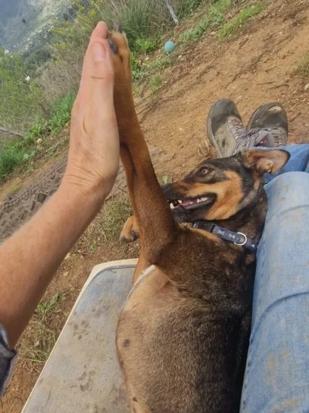 Willow giving a volunteer a high five - Dog available for adoption at Paws Xalo