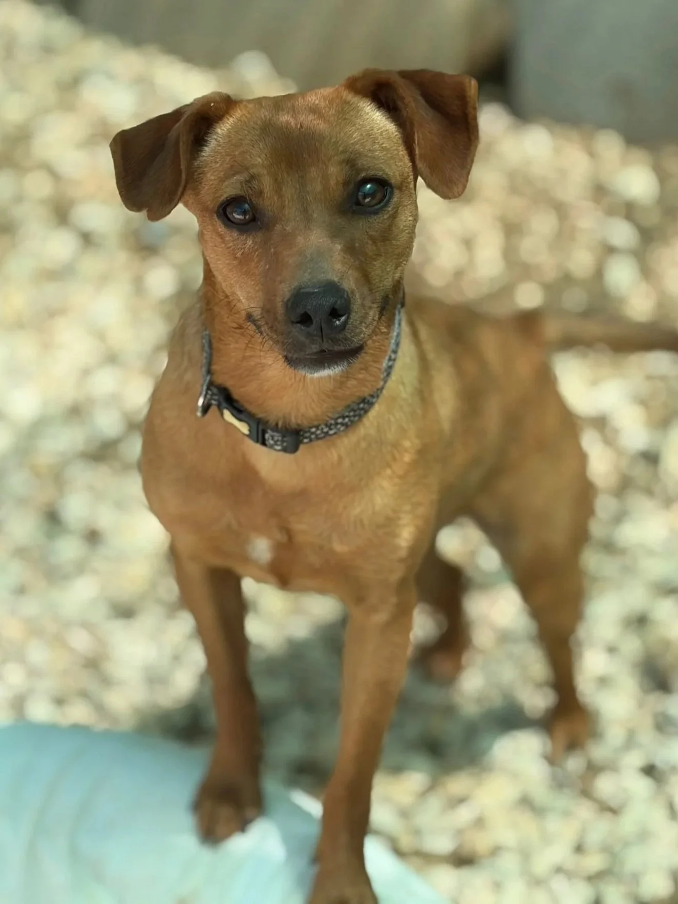 Ginger - Dog available for adoption at Paws Xalo