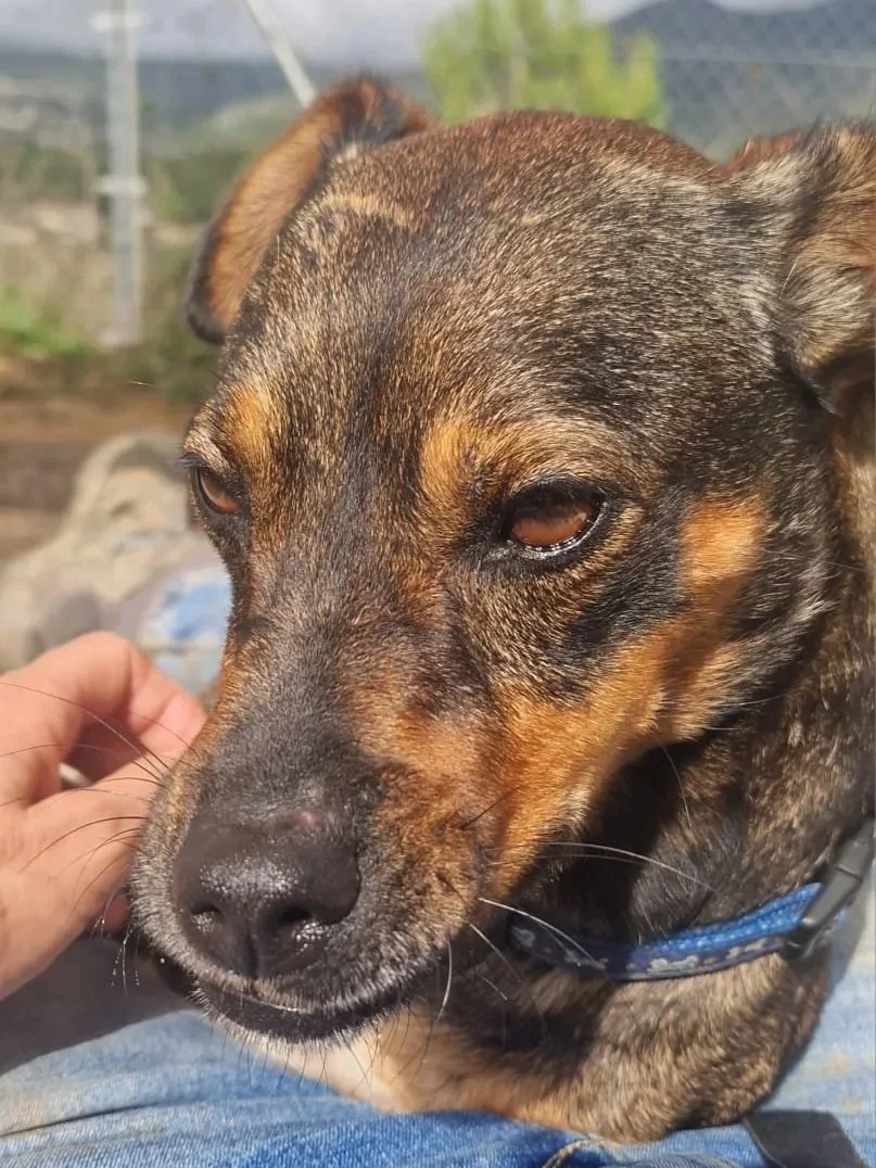 Willow looking content in the sunshine - Dog available for adoption at Paws Xalo