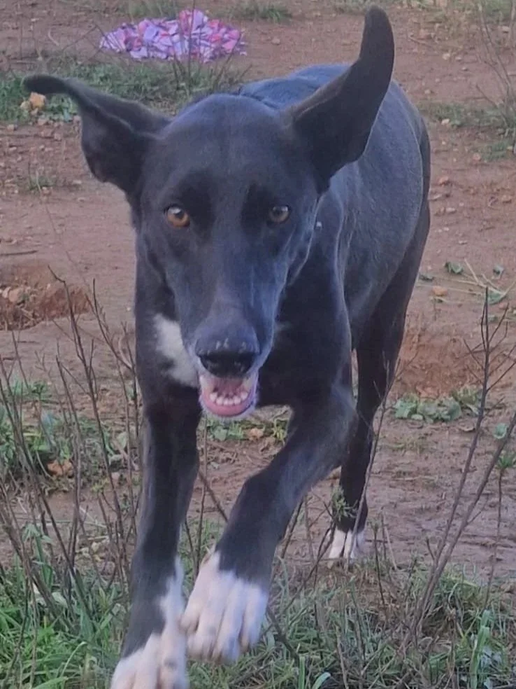 Ruthie in full flight! - Dog available for adoption at Paws Xalo