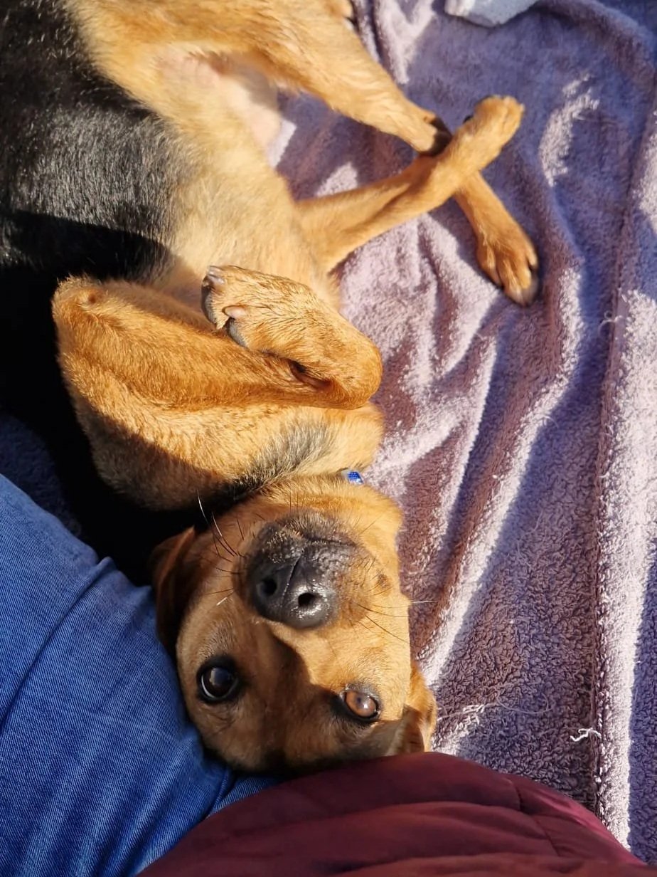 Djario chilling out, belly-up, on his blanket - Dog available for adoption at Paws Xalo
