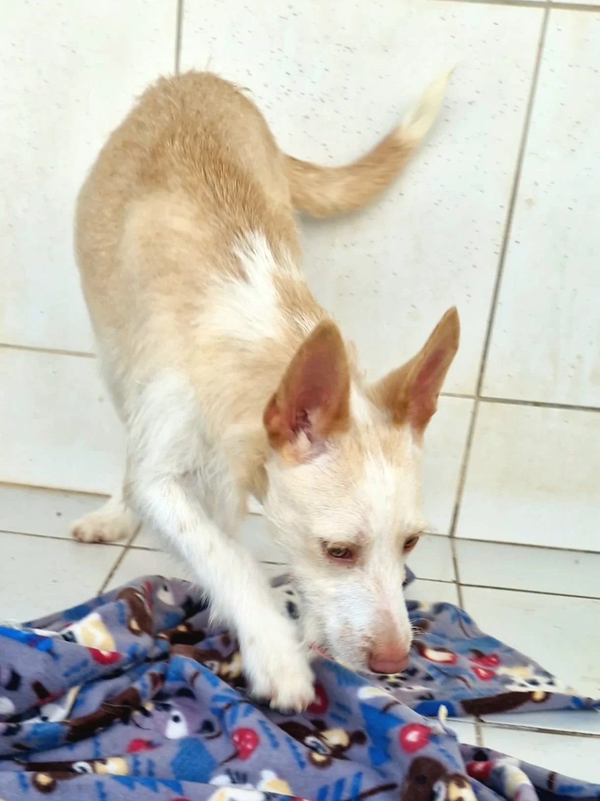 Ozzy playing in the kennel - Dog available for adoption at Paws Xalo