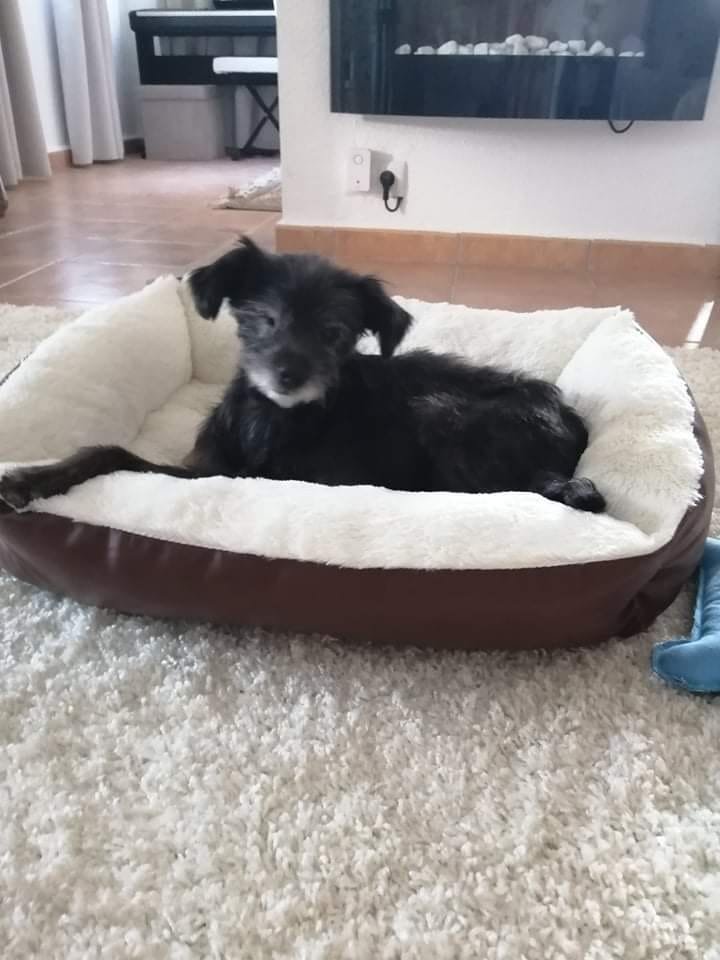 The Paws Effect - dogs looking comfortable in their new homes!