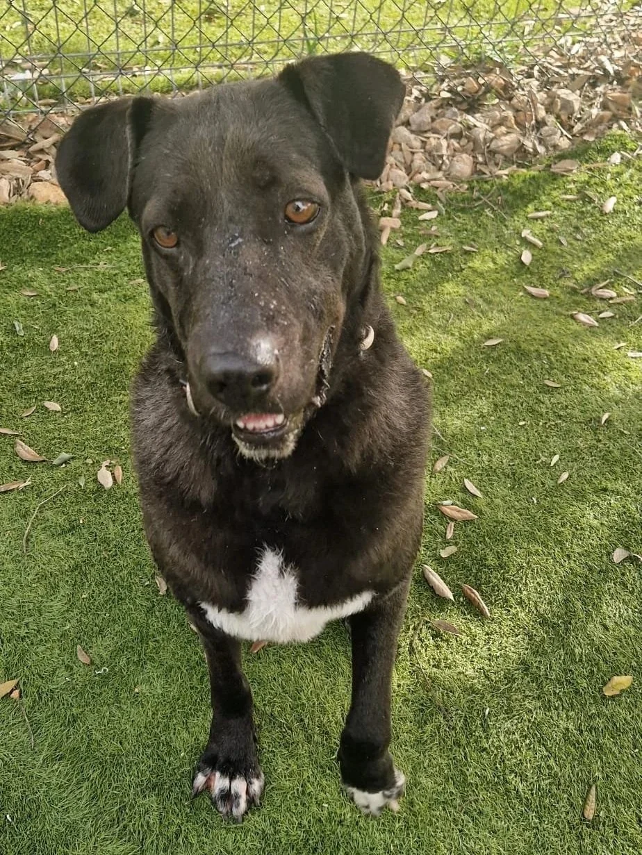 Maddie sitting nicely for a photo - Dog available for adoption at Paws Xalo