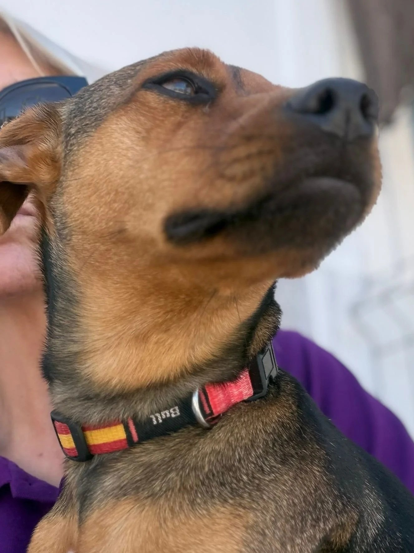 Peanut looking content in the lap of one of our volunteers - Dog available for adoption at Paws Xalo