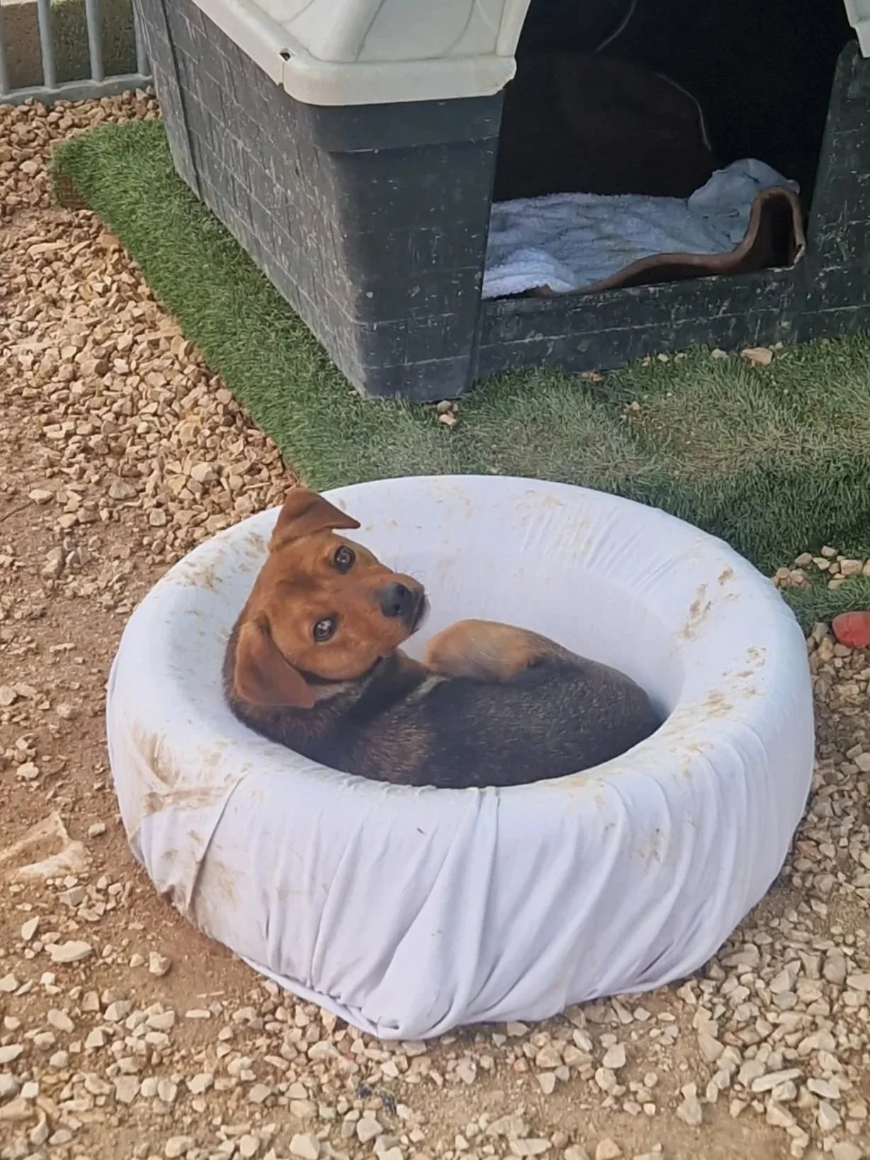 Spirit chilling in his bed at the end of another long day at the shelter with his pals - Dog available for adoption at Paws Xalo