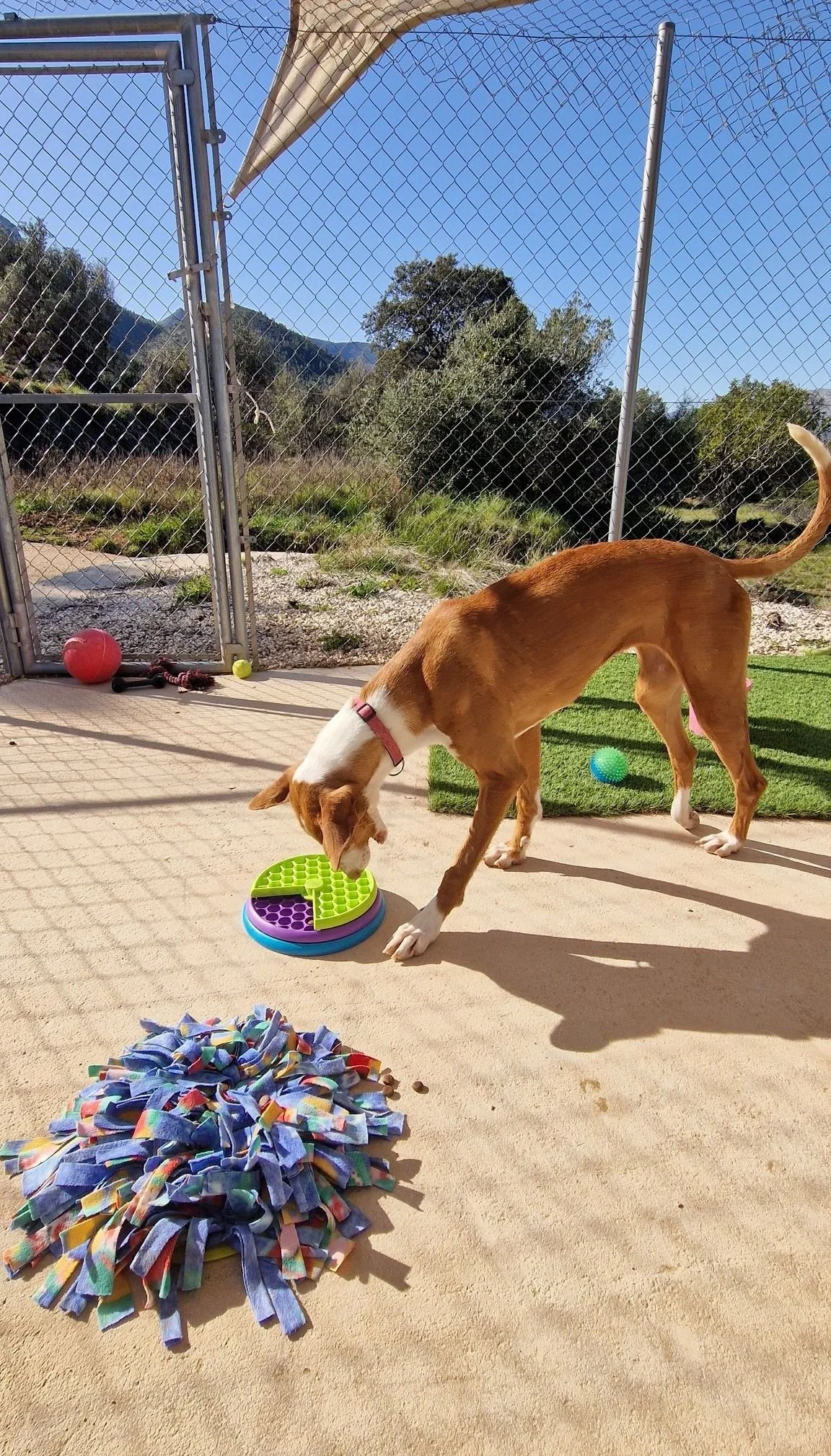Enrichment time for this dog at the Paws Xaló shelter - go find that treat!