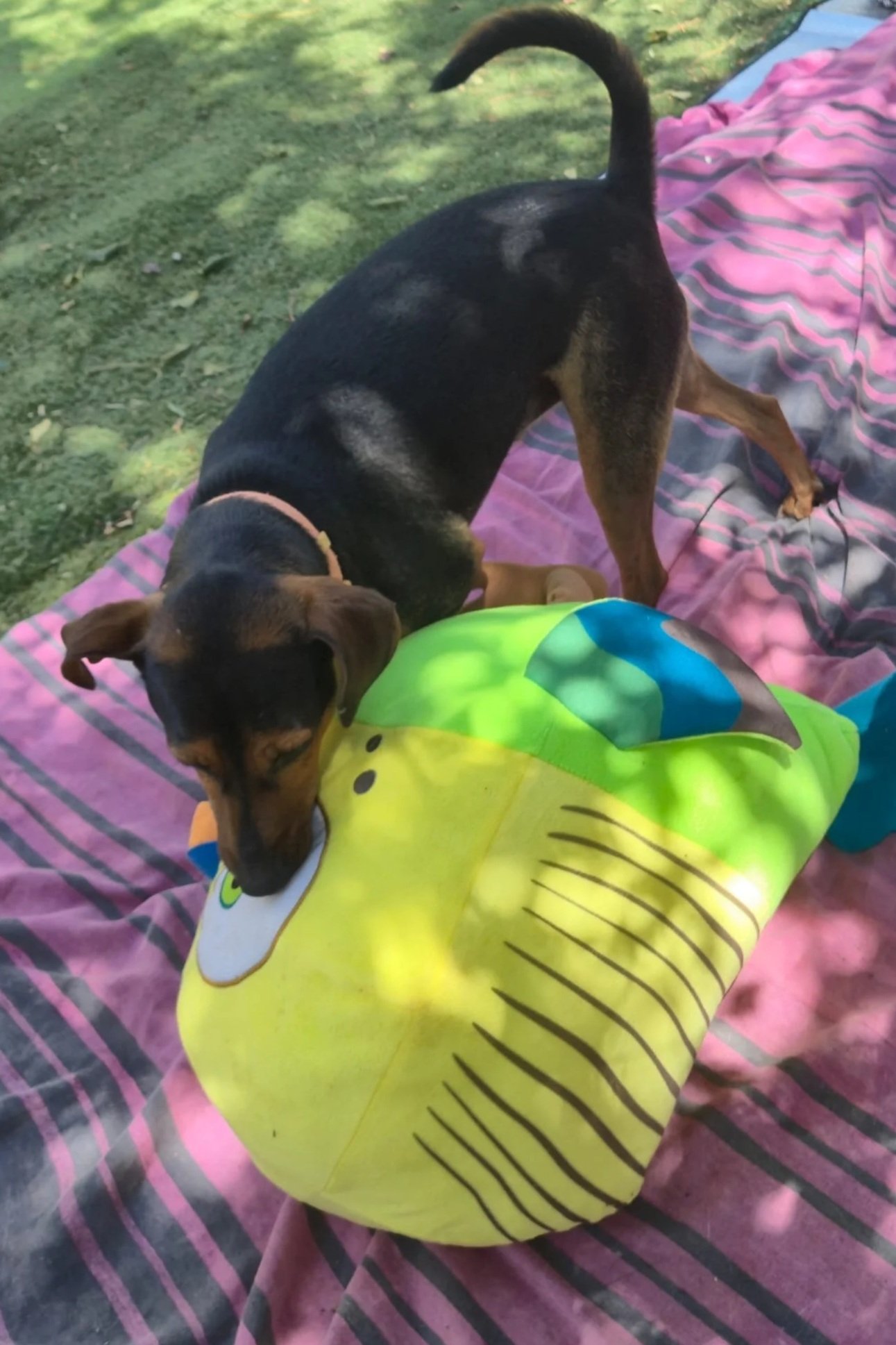 Jack - Dog available for adoption at Paws Xaló