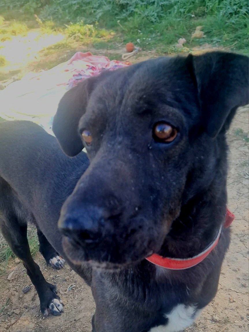 Maddie being her beautiful self at the shelter - Dog available for adoption at Paws Xalo