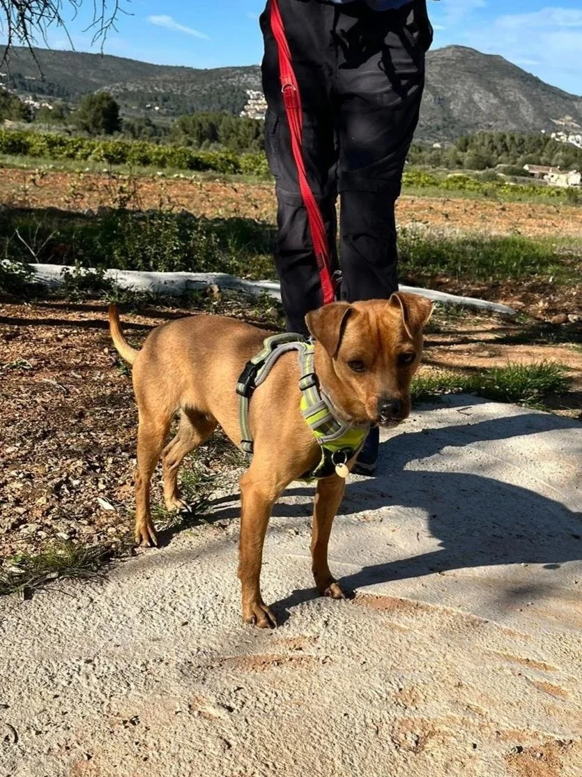 Churchill enjoying his walkies in the campo- Dog available for adoption at Paws Xalo