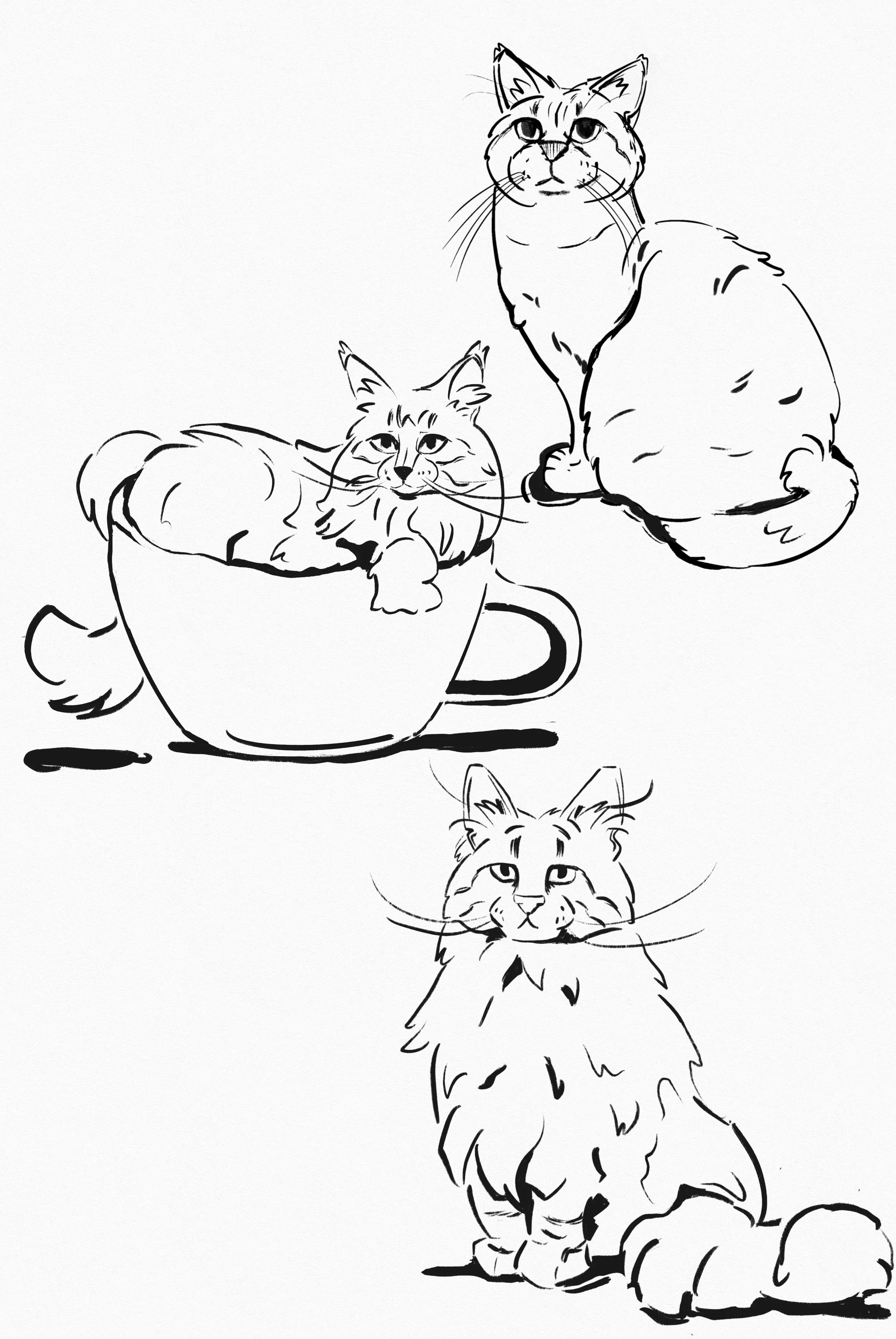 Cat ideas