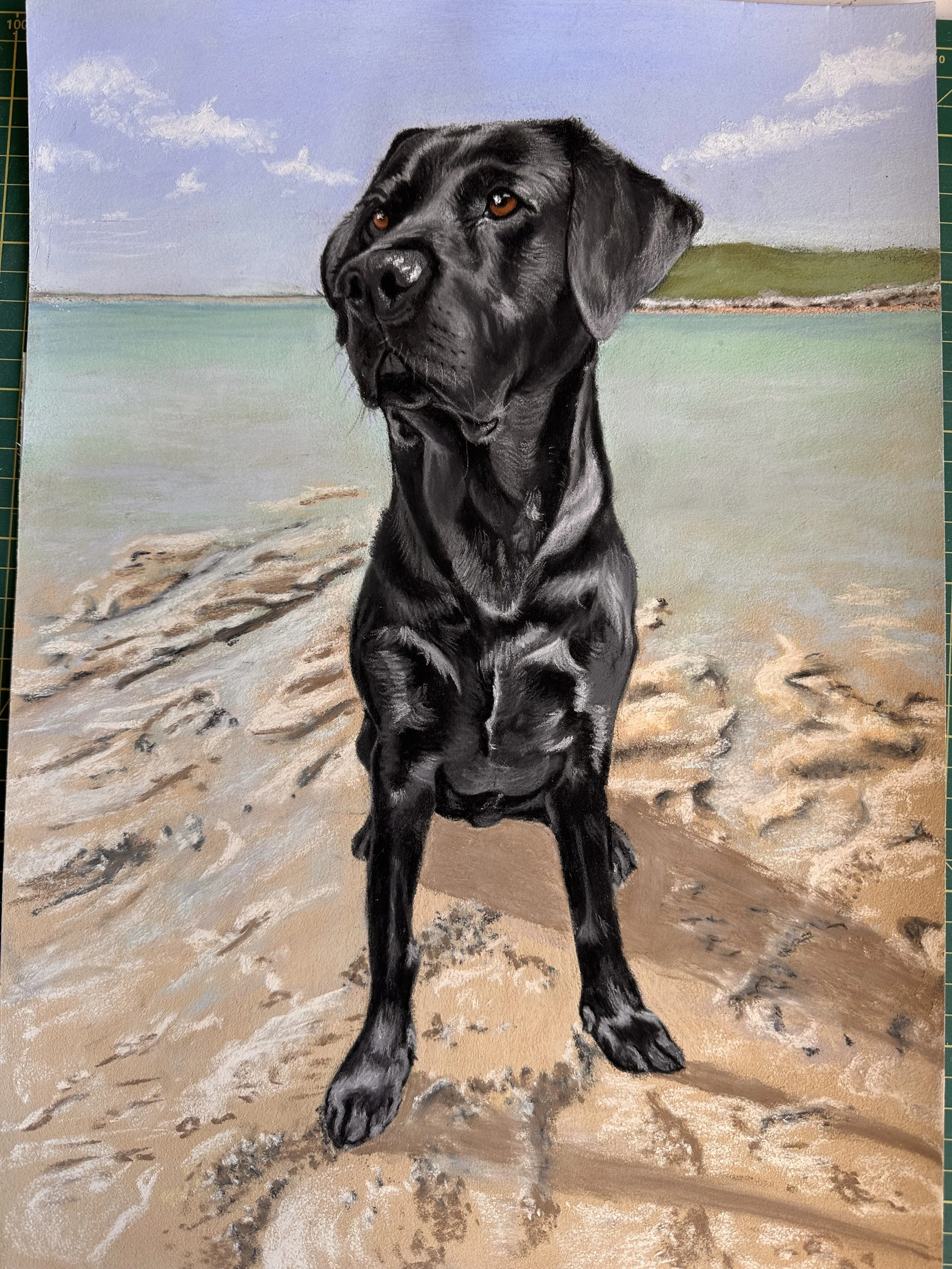 A beautiful labrador on a Welsh beach