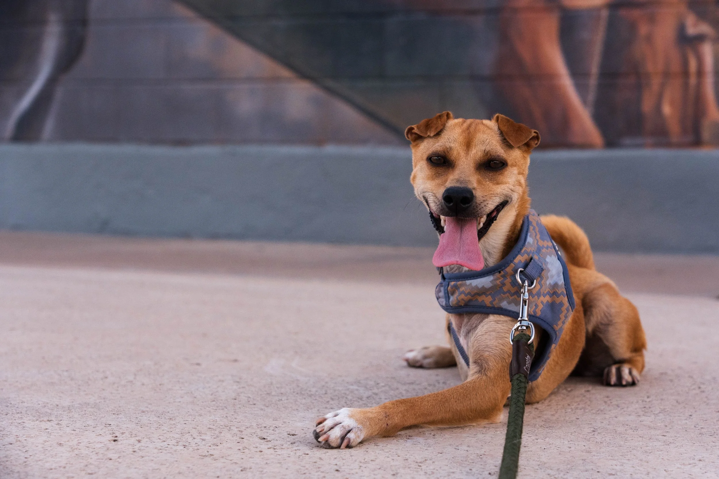 Cute brown dog lying on concrete sidewalk, wearing a blue harness, with tongue out and smiling.