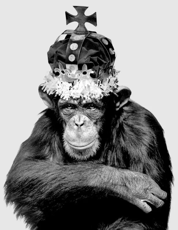 A chimpanzee with a serious expression wearing a decorative crown and party hat.