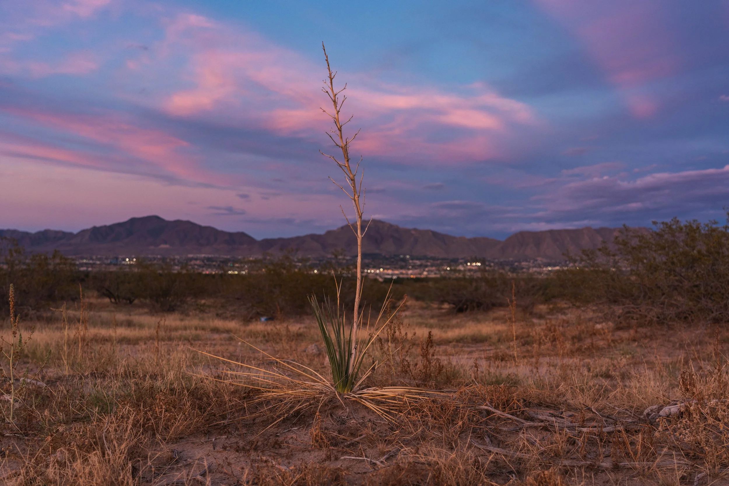 A desert landscape at dusk with a single leafless tree in the foreground, mountains in the background, and a sky with pink and purple clouds.