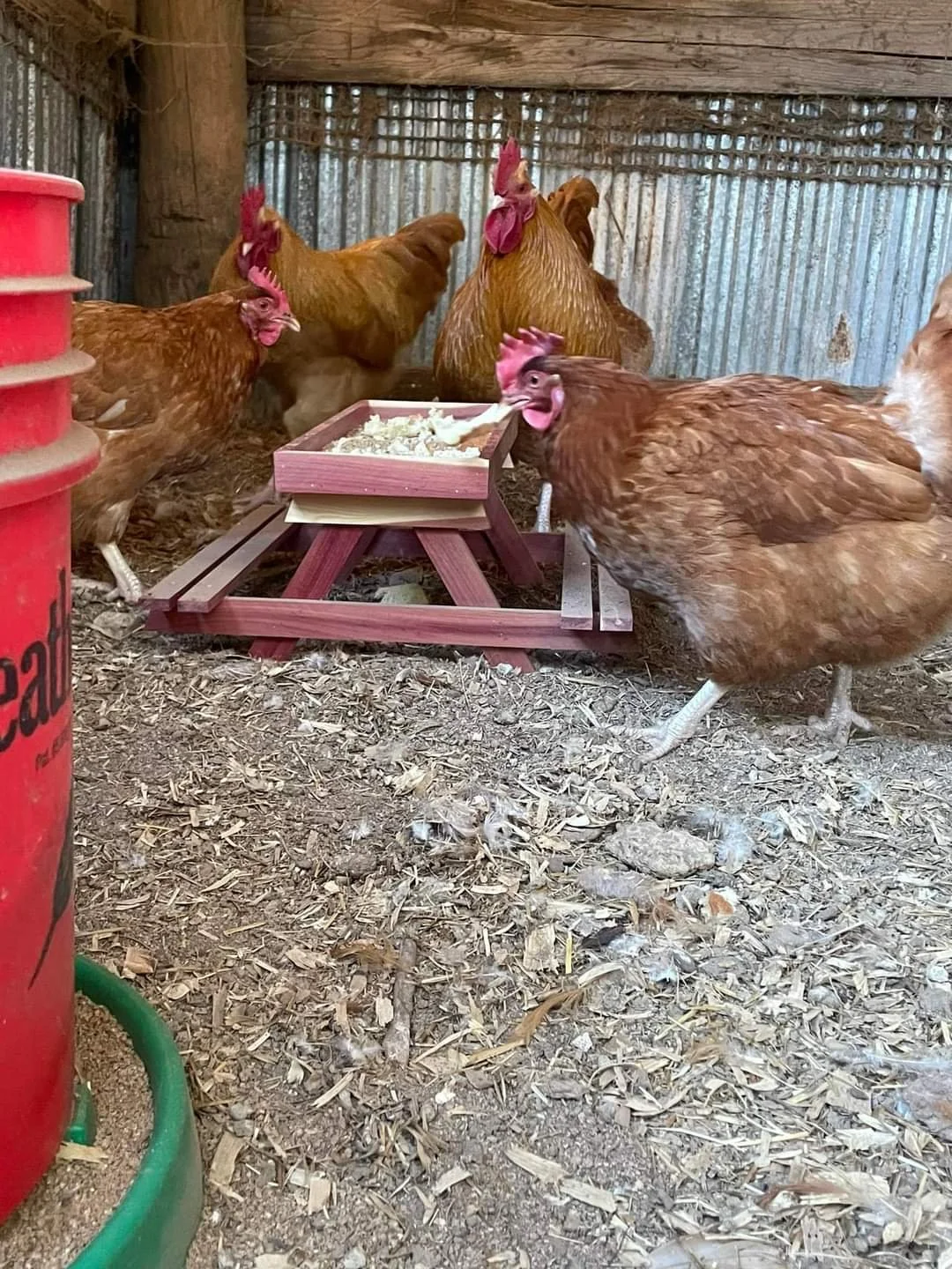 Chickens with chicnik table.jpg