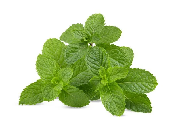 Lemon Balm Monograph