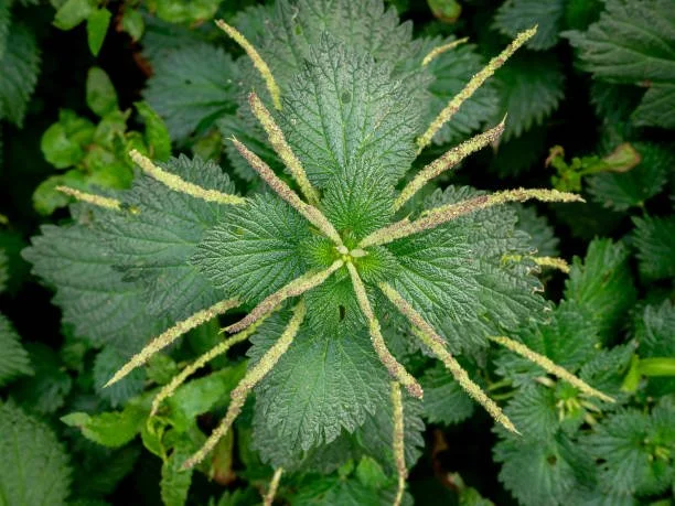 Nettle Monograph