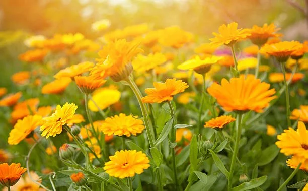 Calendula Monograph