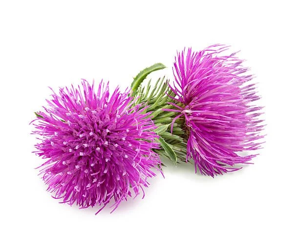 Burdock Monograph&nbsp;