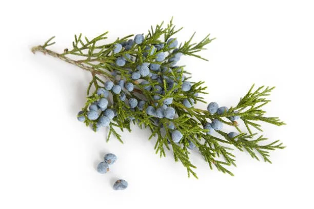 Juniper Monograph