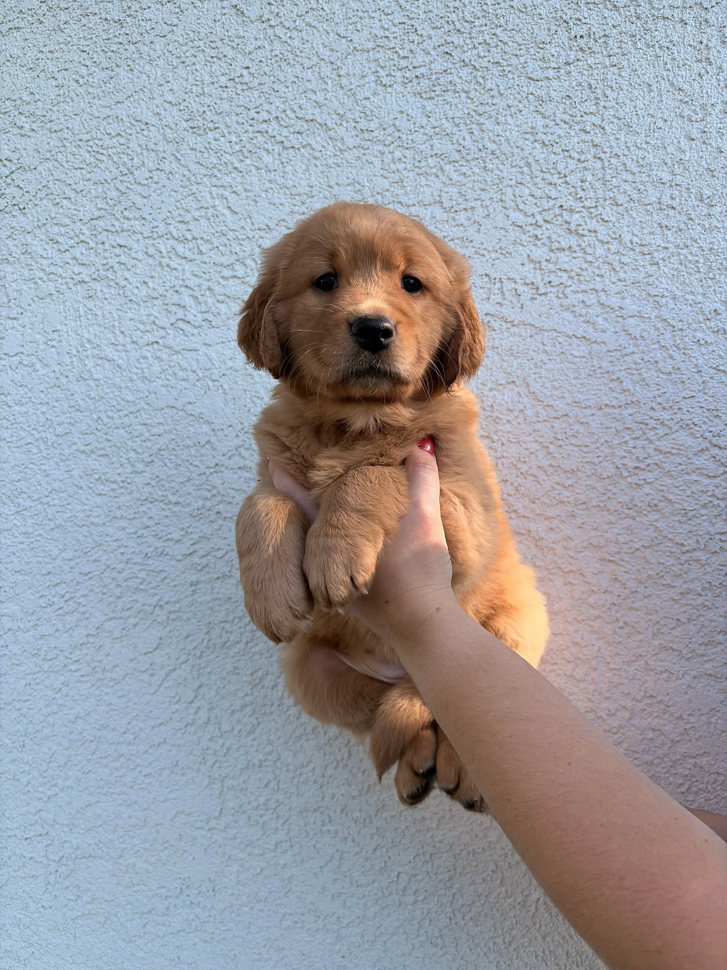 Nala.jpeg