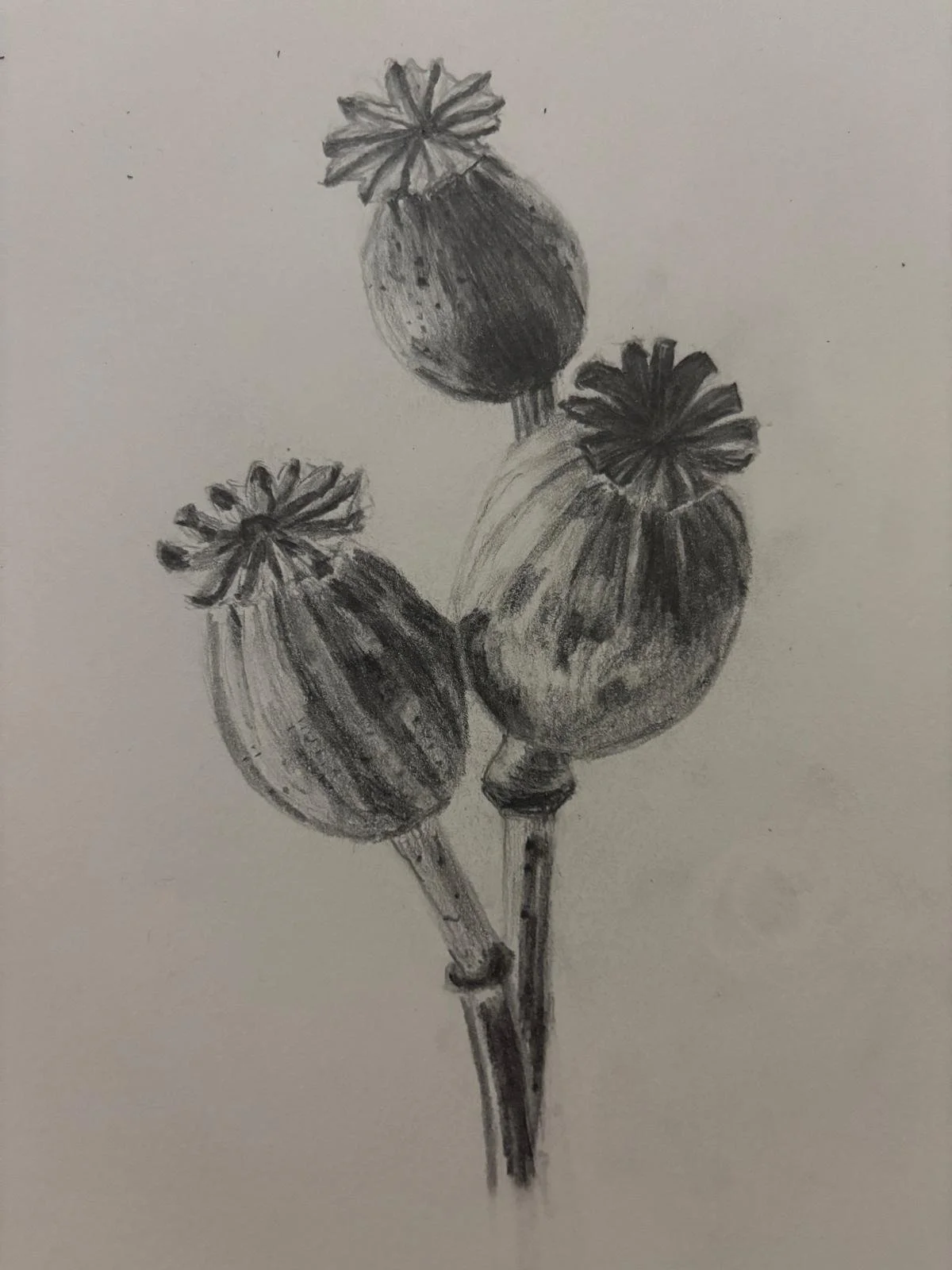 Black and white pencil drawing of three poppy seed pods with flowers on top, on stems.
