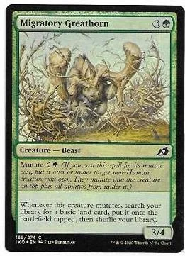 Migratory Greathorn
