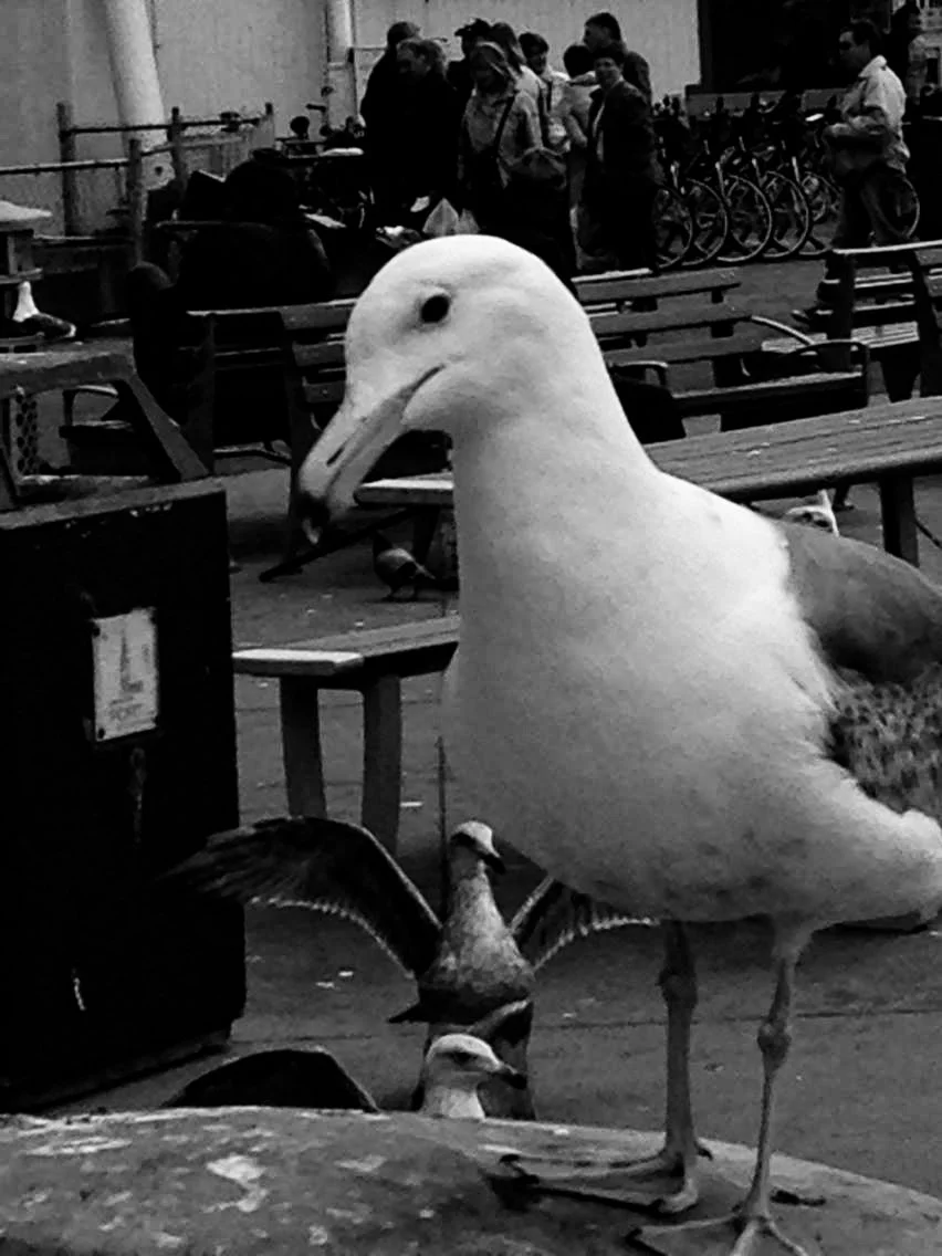 bird-recovery2.jpg