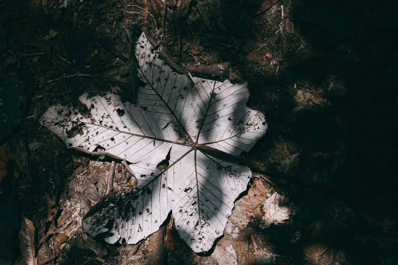 Ein graues, abgestorbenes Blatt auf Waldboden mit kleinen dunklen Punkten und umliegendem Laub.