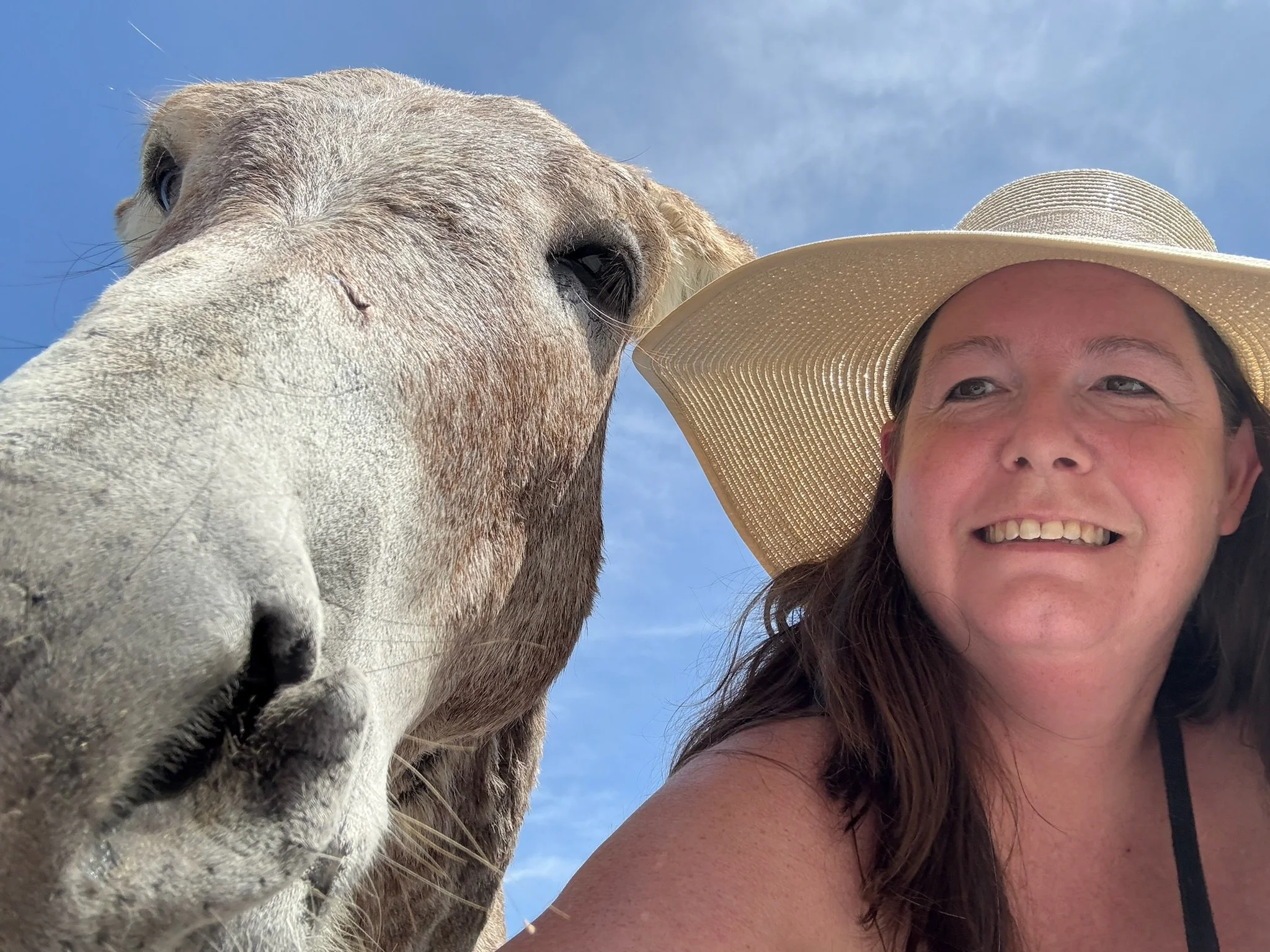 Sea Life with stacy and Donkey at Grand Turk